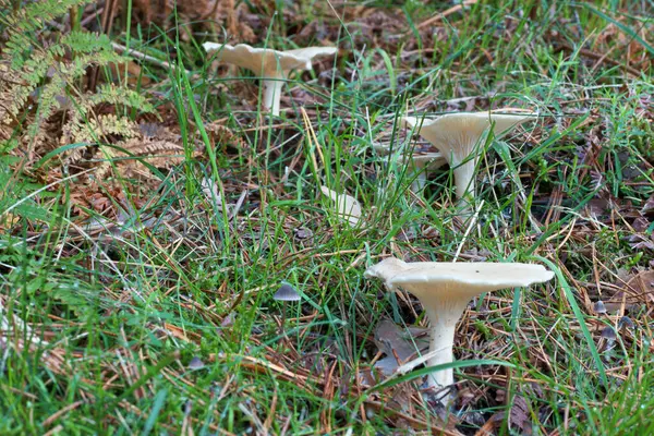 Pilz Pilze Pilze Herbst Wald Natur Pflanze Natur Jahreszeit Natürlich — Stockfoto