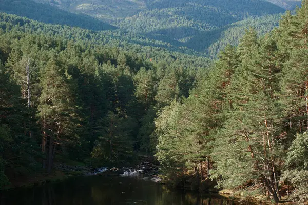 dere, doğa, çevre, nehir, orman, su, su, su manzarası, manzara, manzara, manzara, akış, manzara, arka plan, açık hava, güzel, sonbahar, sonbahar,