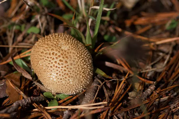 Mantar, mantar, mantar, sonbahar, orman, doğa, bitki, açık hava, mevsim, doğal, güzel, yeşil, çimen,