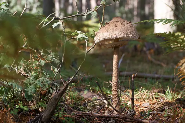 Cogumelo Cogumelos Cogumelos Outono Floresta Natureza Planta Livre Estação Natural — Fotografia de Stock