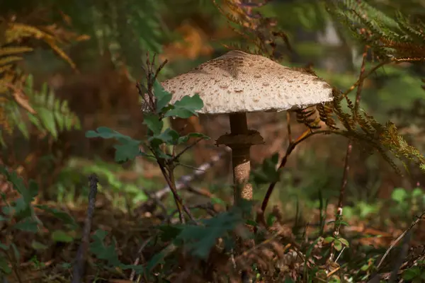 Cogumelo Cogumelos Cogumelos Outono Floresta Natureza Planta Livre Estação Natural — Fotografia de Stock