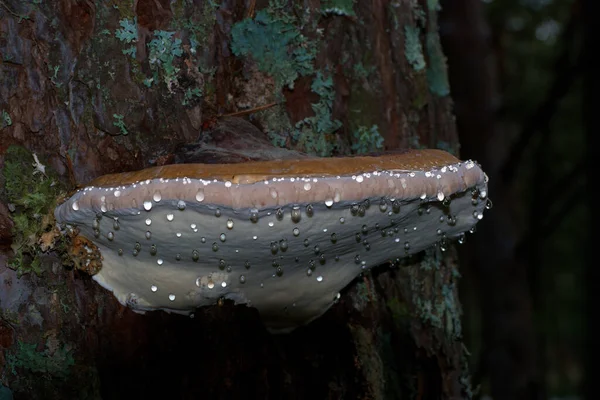 Mantar, mantar, odun, ağaç, orman, doğa, bitki, doğal, vahşi, kabuk, açık hava,