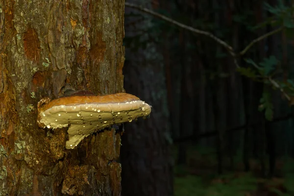 Cogumelo Cogumelo Madeira Árvore Floresta Natureza Planta Natural Selvagem Latido — Fotografia de Stock