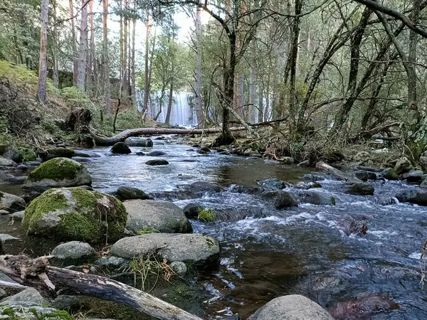 Şelale, şelale, su, nehir, çevre, doğa, manzara, orman, manzara, sonbahar, manzara, ağaçlar, yeşil, güzel, doğal, güzel,