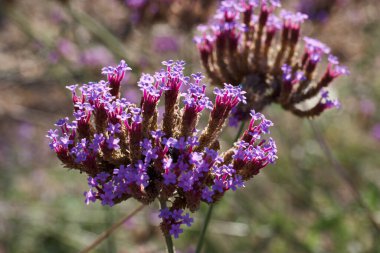 Çiçek, çiçek, çiçek, çiçek, çiçek, bitki, doğa, bahçe, mevsim, renk, arka plan, doğal, yaz, güzellik, güzel, renkli,