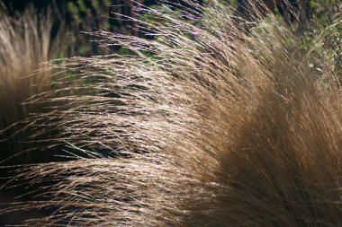 çimen, bitki, bitki, bitki, çayır, bahçe, çevre, doğa, manzara, açık hava, doğal, güzellik, arka plan, güzellik, mevsim, yaz, yeşil, taze,