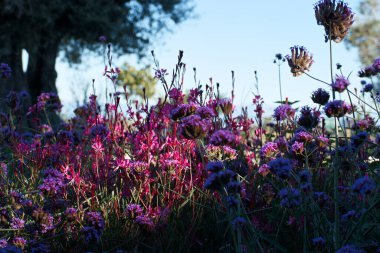 Çiçek, çiçek, çiçek, çiçek, çiçek, bitki, doğa, bahçe, mevsim, renk, arka plan, doğal, yaz, güzellik, güzel, renkli,