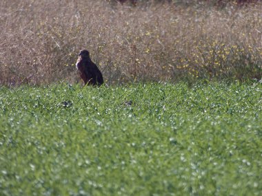 Gökyüzü, uçuş, kanat, kuş, mavi, özgür, hayvan, vahşi yaşam, doğa, vahşi, güzel, beyaz,