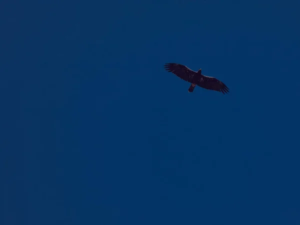 Sky Flight Fly Wing Bird Blue Free Animal Wildlife Nature — Stock Photo, Image