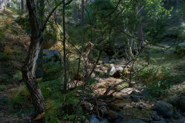 dere, çevre, doğa, şelale, akış, orman, su, manzara, manzara, akış, yeşil, dağlar, ton, doğal kaya, açık hava, vahşi,