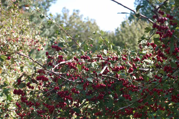 Větev Strom Ovoce Podzim Rostlina Zahrada Sezóna Příroda Červená List — Stock fotografie
