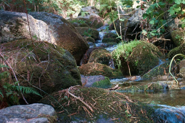 Струмок Навколишнє Середовище Природа Водоспад Тече Ліс Вода Пейзаж Пейзаж — стокове фото