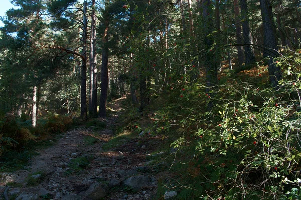 Weg Wald Wald Straße Landschaft Umwelt Szene Natur Landschaft Natur — Stockfoto