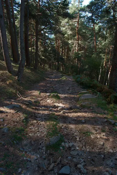 Sentier Forêt Forêt Route Paysage Environnement Scène Nature Paysage Extérieur — Photo