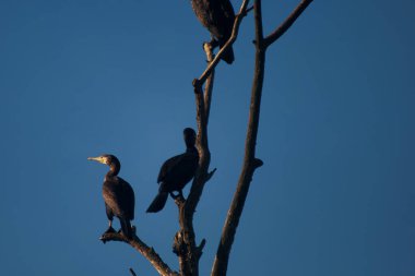 Kuş, vahşi yaşam, gaga, fauna, doğa, hayvan, tüy, park, vahşi, güzel, açık hava,