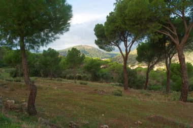 manzara, gökyüzü, dağ, bulutlar, doğa, ağaç, orman, açık hava, yeşil, doğal, güzel, bitkiler,