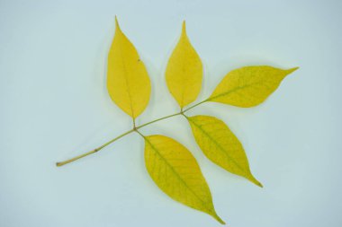 Liscie, li, listowie, rolina, ty, botanika, flora, zielony, drzewo, kolor, naturalny, natura, pora roku, odizolowany, biay, piny,