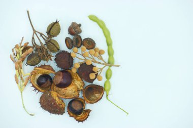 tohum, meyve, kestane, malzeme, grup, organik, kahverengi, doğa, doğal, ham, izole, taze, yapraklar,