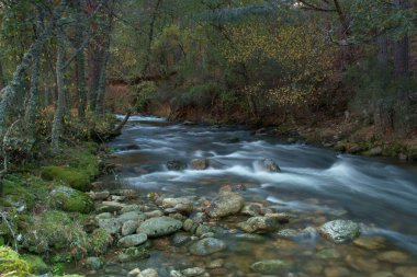 dere, nehir, çevre, doğa, çağlayan, sahne, orman, su, manzara, manzara, sonbahar, sonbahar, manzara, akış, park, yeşillik, manzara, ağaç,