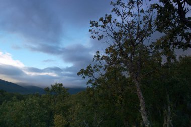 dere, nehir, çevre, doğa, çağlayan, sahne, orman, su, manzara, manzara, sonbahar, sonbahar, manzara, akış, park, yeşillik, manzara, ağaç,