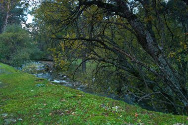 dere, nehir, çevre, doğa, çağlayan, sahne, orman, su, manzara, manzara, sonbahar, sonbahar, manzara, akış, park, yeşillik, manzara, ağaç,