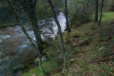 dere, nehir, çevre, doğa, çağlayan, sahne, orman, su, manzara, manzara, sonbahar, sonbahar, manzara, akış, park, yeşillik, manzara, ağaç,