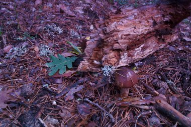 Mantar, mantar, mantar, kapak, orman, doğa, sonbahar, yosun, doğal, kahverengi, mevsim, çimen, yeşil,