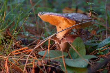 Mantar, mantar, mantar, kapak, orman, doğa, sonbahar, yosun, doğal, kahverengi, mevsim, çimen, yeşil,