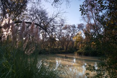 su, nehir, göller, ağaçlar, doğa, manzara, sonbahar, gökyüzü, mavi, pınarlar, gölet, park, mevsim, yeşil, beuty, manzara, sükunet, ahşap, sonbahar