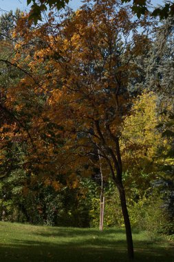 Sonbahar, ağaçlar, yağış, doğa, ağaçlar, sarı, manzara, mevsim, gökyüzü, yapraklar, turuncu, park, mavi, renkli, renk, ahşap, kırmızı,