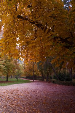 Sokak, sonbahar, sonbahar, park, manzara, doğa, çevre, ahşap, sahne, sezon, manzara, yaprak, ışık, ağaç, renk, doğal, yeşillik,