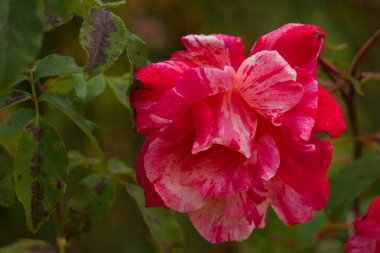 Gül, çiçek, çiçek, çiçek, çiçek, çiçek, bitki, sonbahar, bahçe, doğa, romantik, güzellik, güzel, yakın plan, yaprak, doğal,