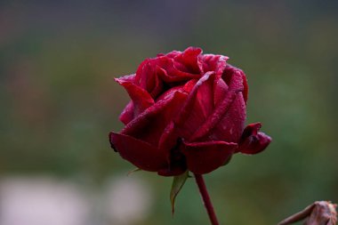 Gül, çiçek, çiçek, çiçek, çiçek, çiçek, bitki, sonbahar, bahçe, doğa, romantik, güzellik, güzel, yakın plan, yaprak, doğal,