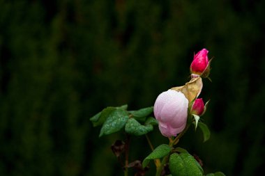 Gül, çiçek, çiçek, çiçek, çiçek, çiçek, bitki, sonbahar, bahçe, doğa, romantik, güzellik, güzel, yakın plan, yaprak, doğal,