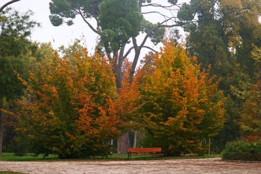 ağaç, sonbahar, sonbahar, yeşillik, dal, park, manzara, renk, kırmızı, turuncu, yaprak, doğa, sezon, bitki, sahne, açık hava, doğal, yeşil,