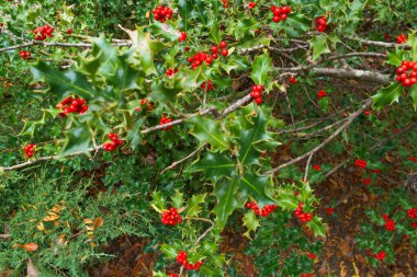 Yapraklar, yapraklar, meyve, dal, ağaç, bitki, böğürtlen, yaprak, yeşil, doğa, dal, mevsim, tarım, bahçe, yakın plan, doğal, arka plan, gıda, organik,