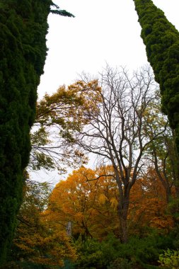 ağaç, sonbahar, sonbahar, sonbahar, yapraklar, ağaç, park, manzara, mevsim, renk, bahçe, turuncu, sarı, doğa, güzel, açık hava, renkli, arka plan, doğal,