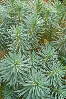 Sonbahar, sonbahar, yeşillik, ağaç, park, manzara, mevsim, renk, bahçe, turuncu, sarı, doğa, güzel, açık hava, renkli, arka plan, doğal,