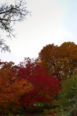 ağaç, sonbahar, sonbahar, sonbahar, yapraklar, ağaç, park, manzara, mevsim, renk, bahçe, turuncu, sarı, doğa, güzel, açık hava, renkli, arka plan, doğal,