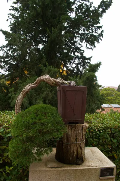 bonsai, ağaç, bitki, dekorasyon, tasarım, bahçe, doğal, doğa, arka plan, güzel, sanat, güzellik, yeşil,