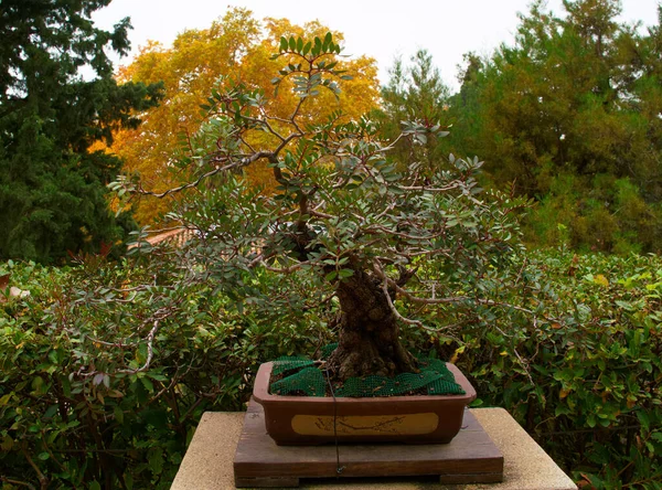 bonsai, ağaç, bitki, dekorasyon, tasarım, bahçe, doğal, doğa, arka plan, güzel, sanat, güzellik, yeşil,