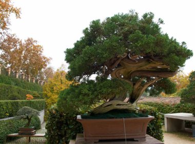 bonsai, ağaç, bitki, dekorasyon, tasarım, bahçe, doğal, doğa, arka plan, güzel, sanat, güzellik, yeşil,