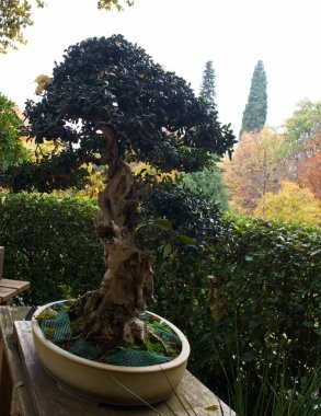 bonsai, ağaç, bitki, dekorasyon, tasarım, bahçe, doğal, doğa, arka plan, güzel, sanat, güzellik, yeşil,