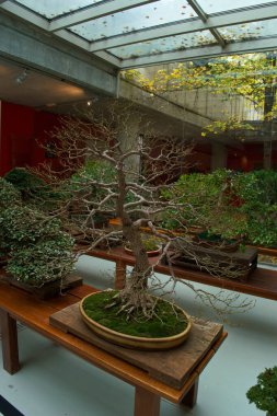 bonsai, ağaç, bitki, dekorasyon, tasarım, bahçe, doğal, doğa, arka plan, güzel, sanat, güzellik, yeşil,