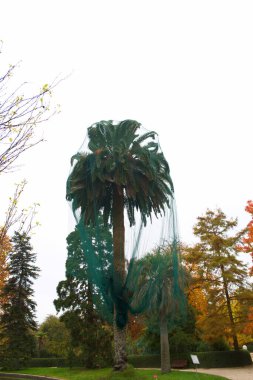 ağaç, sonbahar, sonbahar, sonbahar, yapraklar, ağaç, park, manzara, mevsim, renk, bahçe, turuncu, sarı, doğa, güzel, açık hava, renkli, arka plan, doğal,