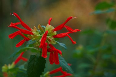 çiçek, bitki, çiçek, çiçek, doğa, bahçe, renk, arkaplan, botanik, çiçek, çiçek, doğal, güzel, yakın plan, taze, yeşil,