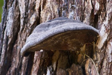 Mantar, mantar, gövde, ağaç, orman, bitki, doğa, doğa, açık hava, park, vahşi,