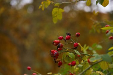 meyve, dal, bitki, böğürtlen, sonbahar, olgun, yaprak, doğa, mevsim, bahçe, yakın plan, doğal, yemek, arka plan, güzellik, vahşi,