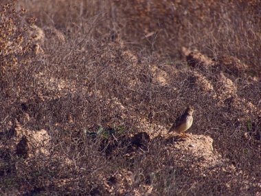 Kuş, gökyüzü, dal, doğa, arka plan, hayvan, hayvan, vahşi yaşam, vahşi, İspanya,
