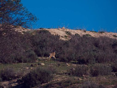 hare, sky, fauna, nature, background, animal, fauna, wild, Spain,